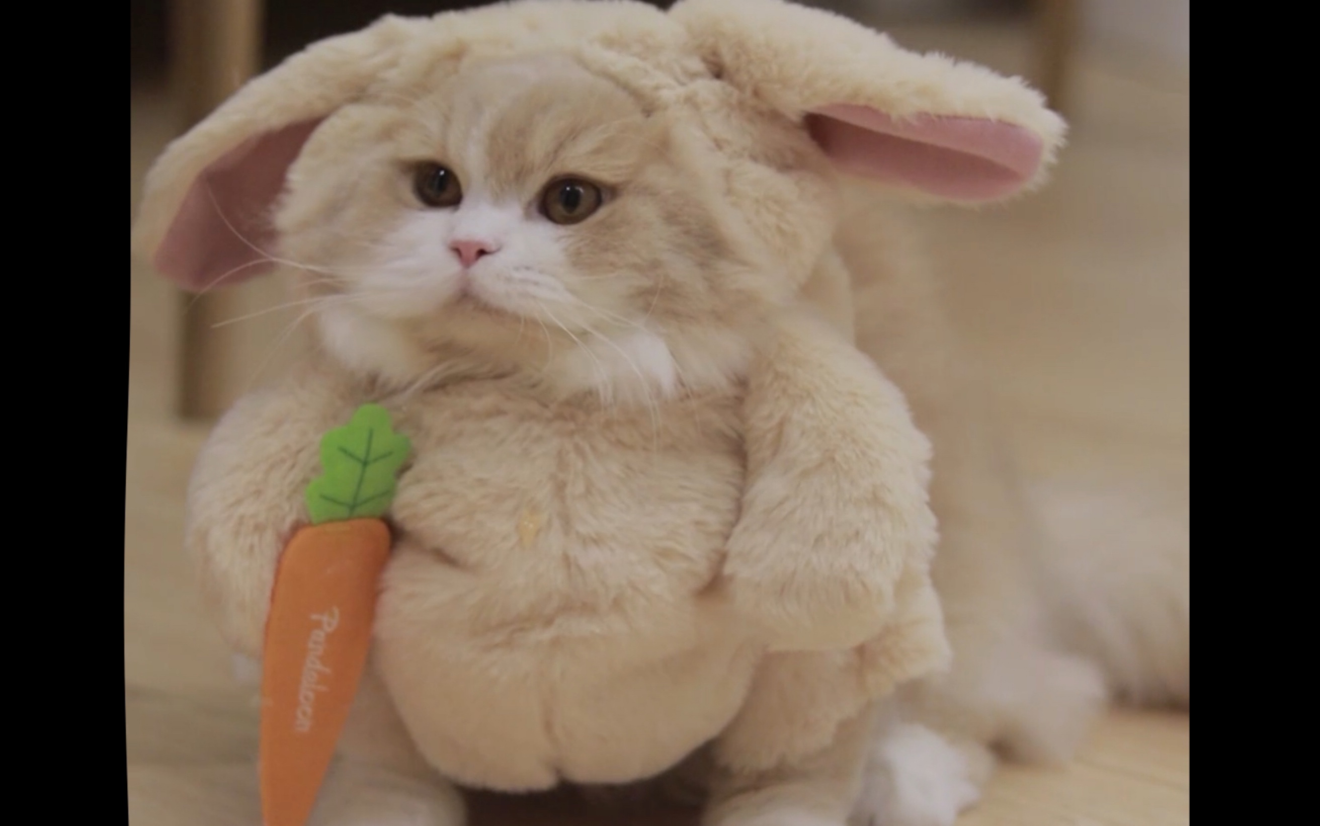 穿上衣服不会走路的笨蛋猫咪,真的太可爱啦!