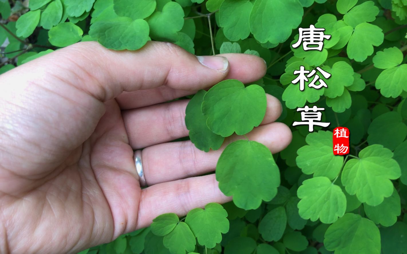 石壁上这种奇特植物原来叫“唐松草”,别名也叫土黄连,你认识吗?哔哩哔哩bilibili