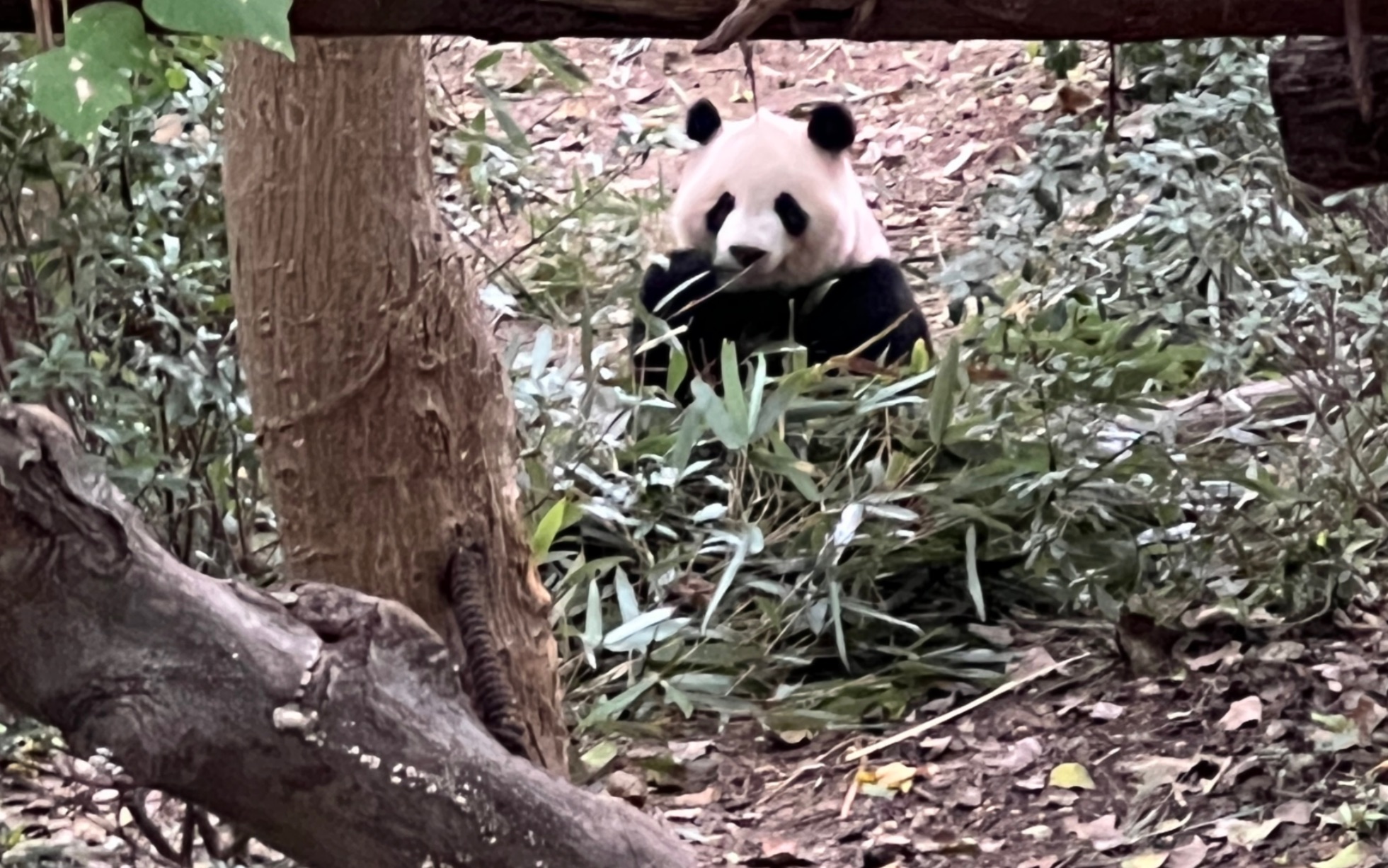 [图]丫丫越来越好，但想到她还是泪流不止。