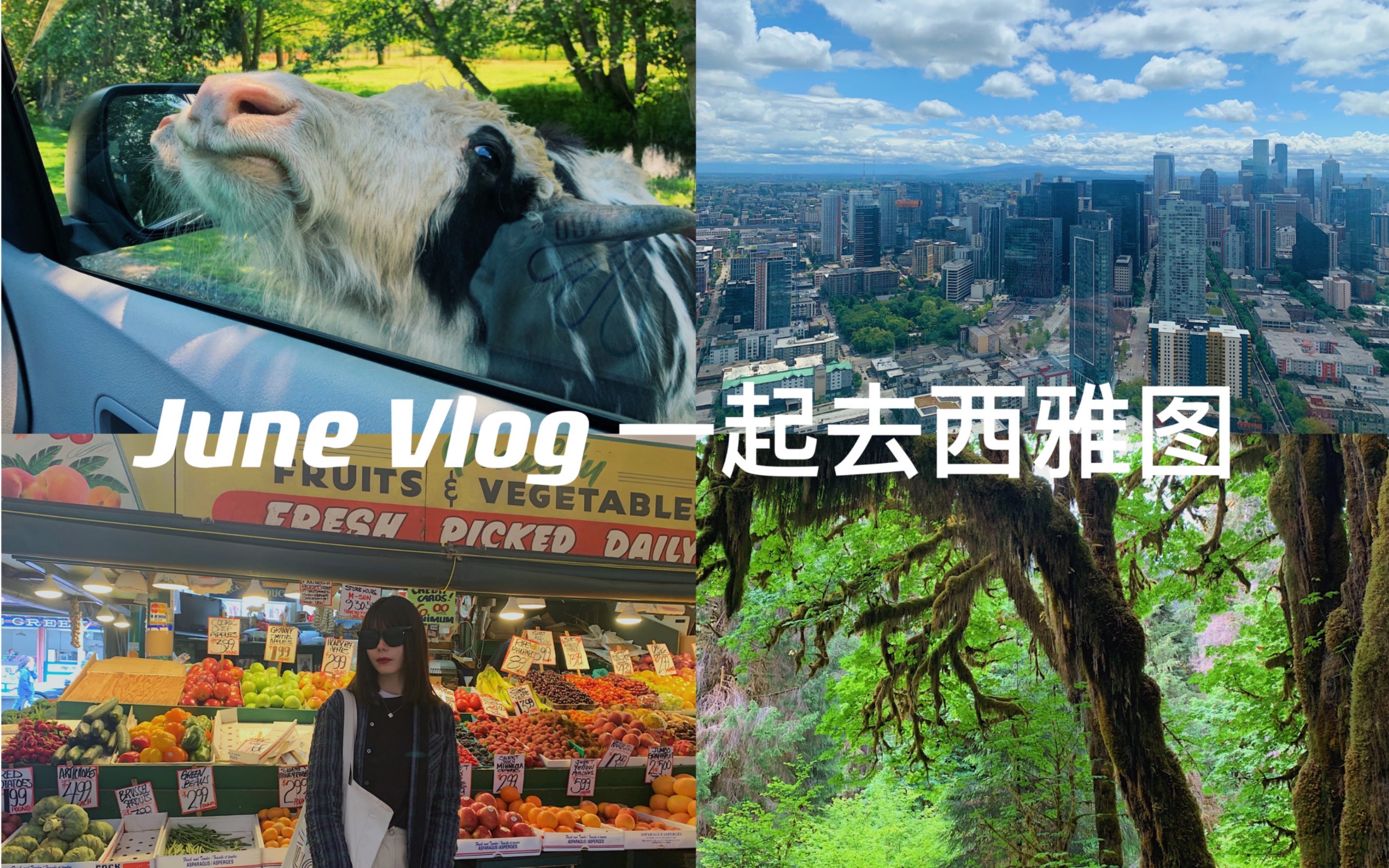 [图]西雅图vlog｜世界上第一家星巴克｜吃吃喝喝｜奥林匹克国家公园｜雨林徒步｜遇见超亲人的小动物