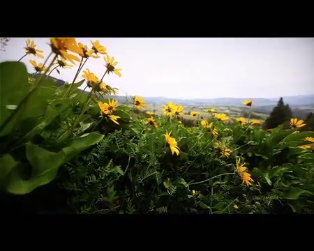 带著梦飞翔 《 飘零燕2之孤星泪》 (电视版[飘零燕]主题曲) 流星版