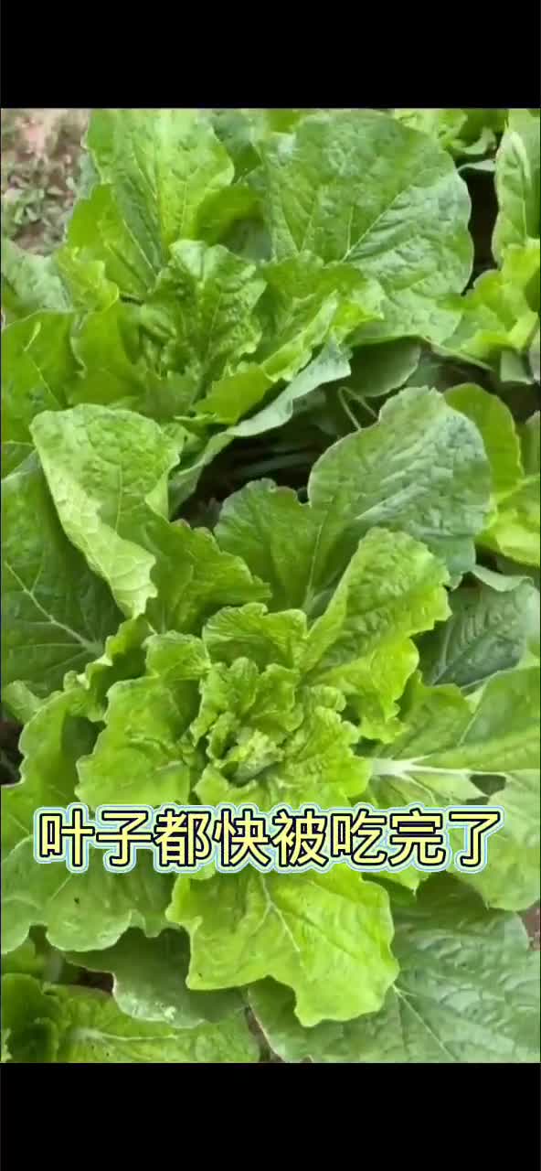 农业三农蔬菜种植三农种植种植农业种植种菜哔哩哔哩bilibili