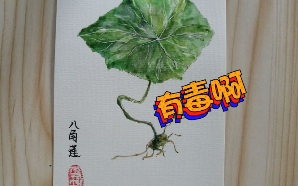 【更知】【水彩】【八角莲】此草有毒,速速远离!?还想问一句有人见过吗?哔哩哔哩bilibili