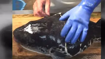 日料刀工系列 平政 鰤鱼 刺身与炸鱼头 哔哩哔哩 Bilibili