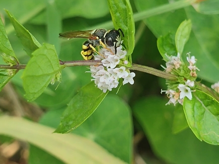 小区常见物种记录:蜜蜂杀手不太冷.疑似山斑大头泥蜂(Philanthus triangulum)的雄蜂.据说捕捉蜜蜂作为子代食物,又叫欧洲蜂狼.哔哩哔哩bilibili