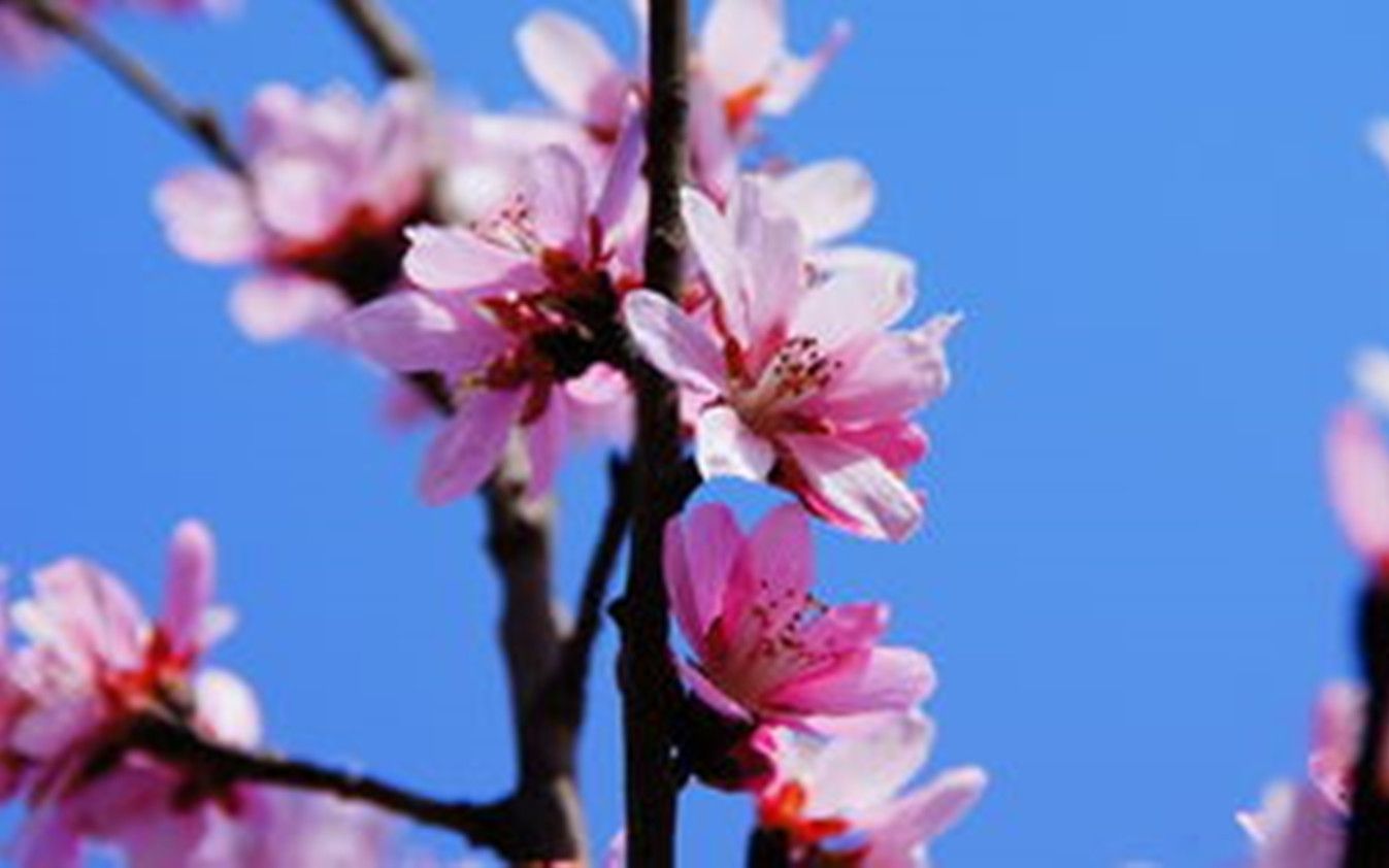 [图]《你像三月桃花开》降B伴奏【动态谱】