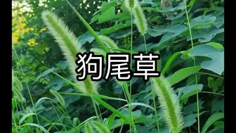 Download Video: 狗尾草，你认识吗？