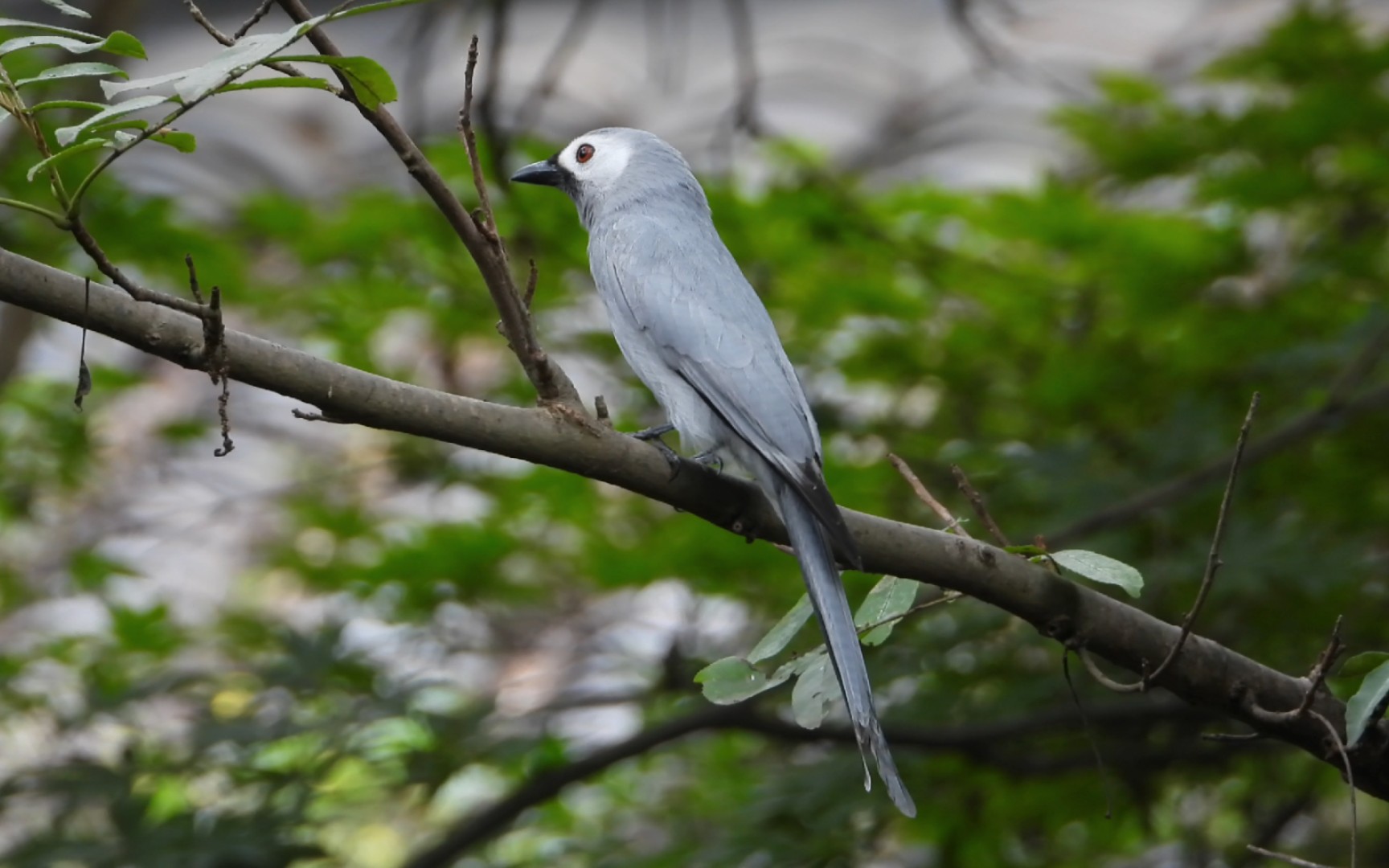 观鸟记录:灰卷尾