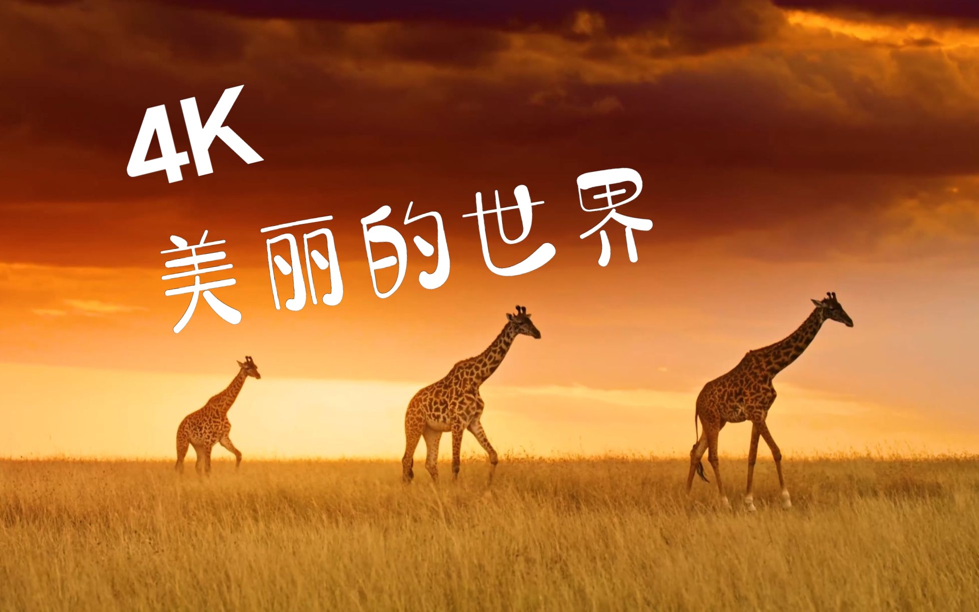 美丽的世界的介绍和美丽的世界图片剧情分析