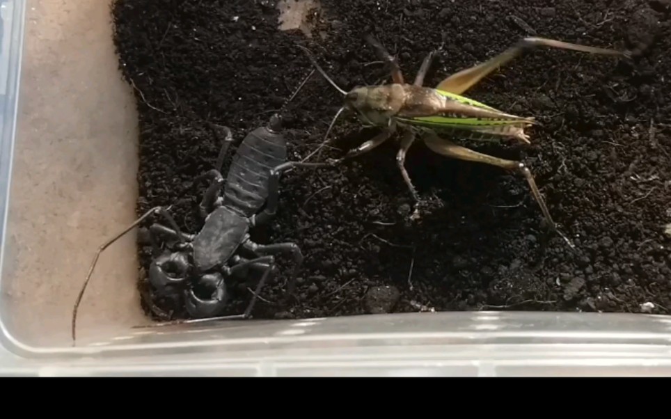 活动作品鞭蝎vs蝈螽