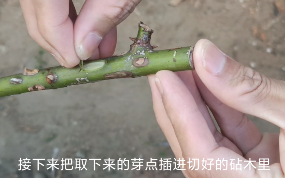 [图]麻烦你花53秒看我用嵌芽法嫁接月季可以吗？谢谢，我想赚医药费。