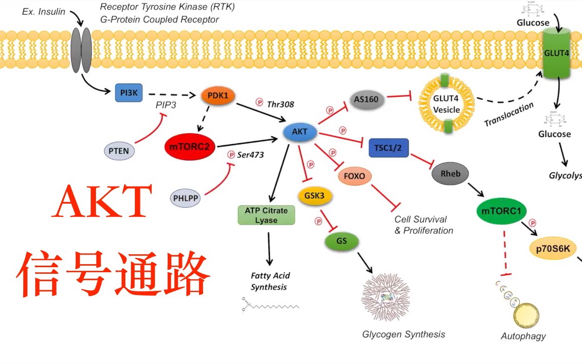 AKT 信号通路调控和下游效应哔哩哔哩bilibili