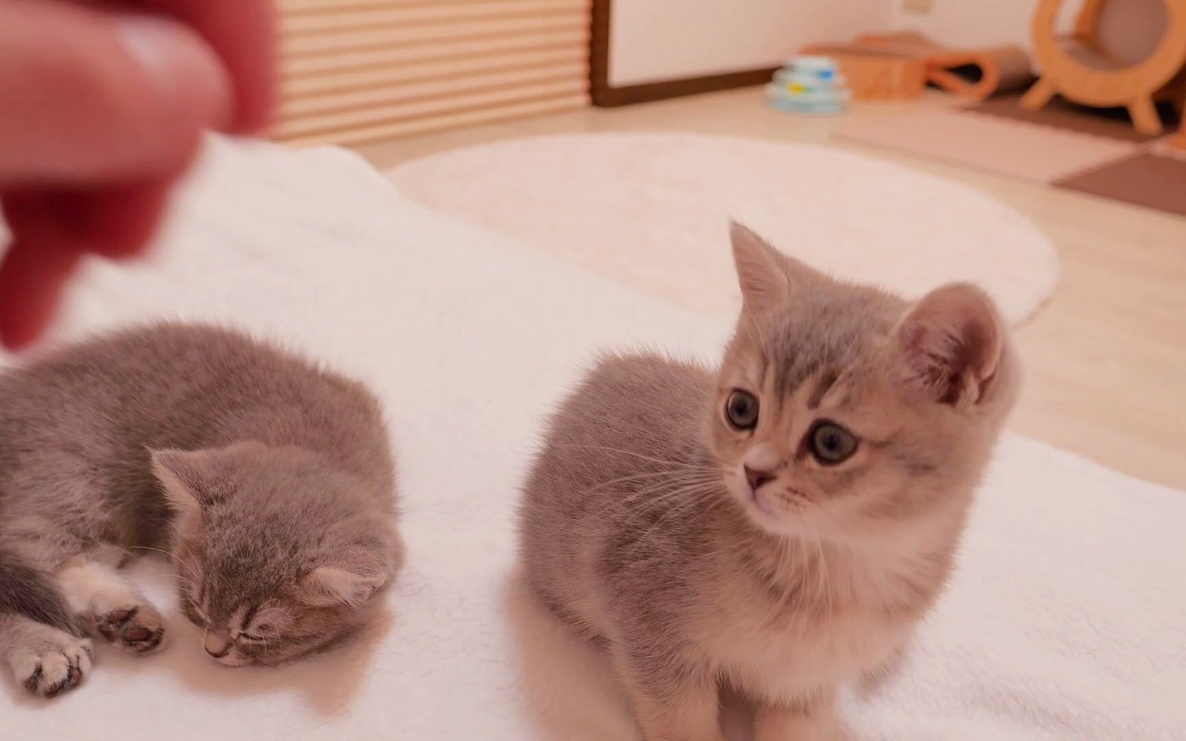 上床睡觉前特兴奋的猫仔