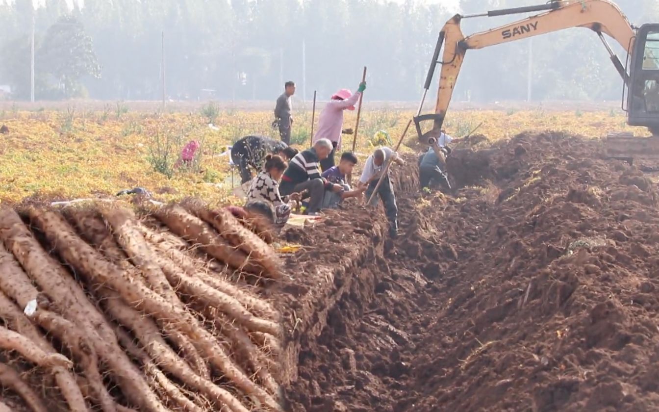 村民开挖掘机收山药,一天能挖一亩地_哔哩哔哩 (゜-゜)つロ 干杯
