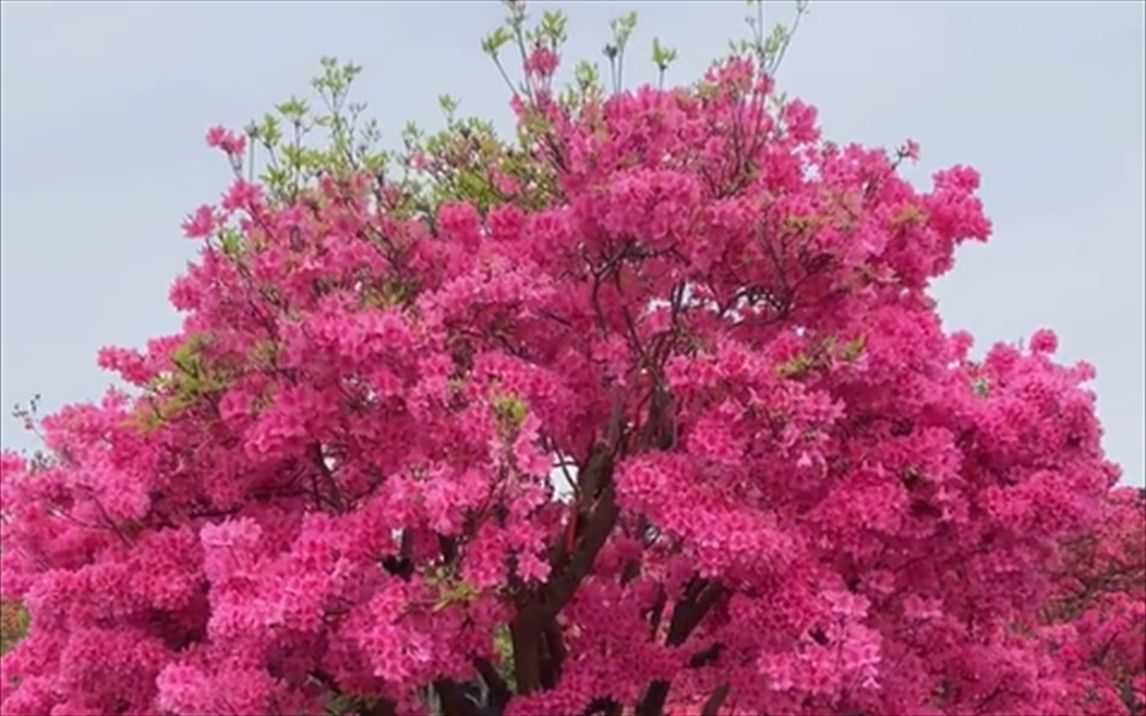 [图]“十大名花”中的杜鹃花映山红