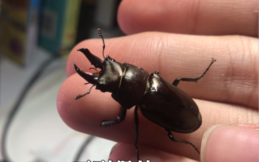 东北鬼锹开箱,第一次见这么小的锹甲