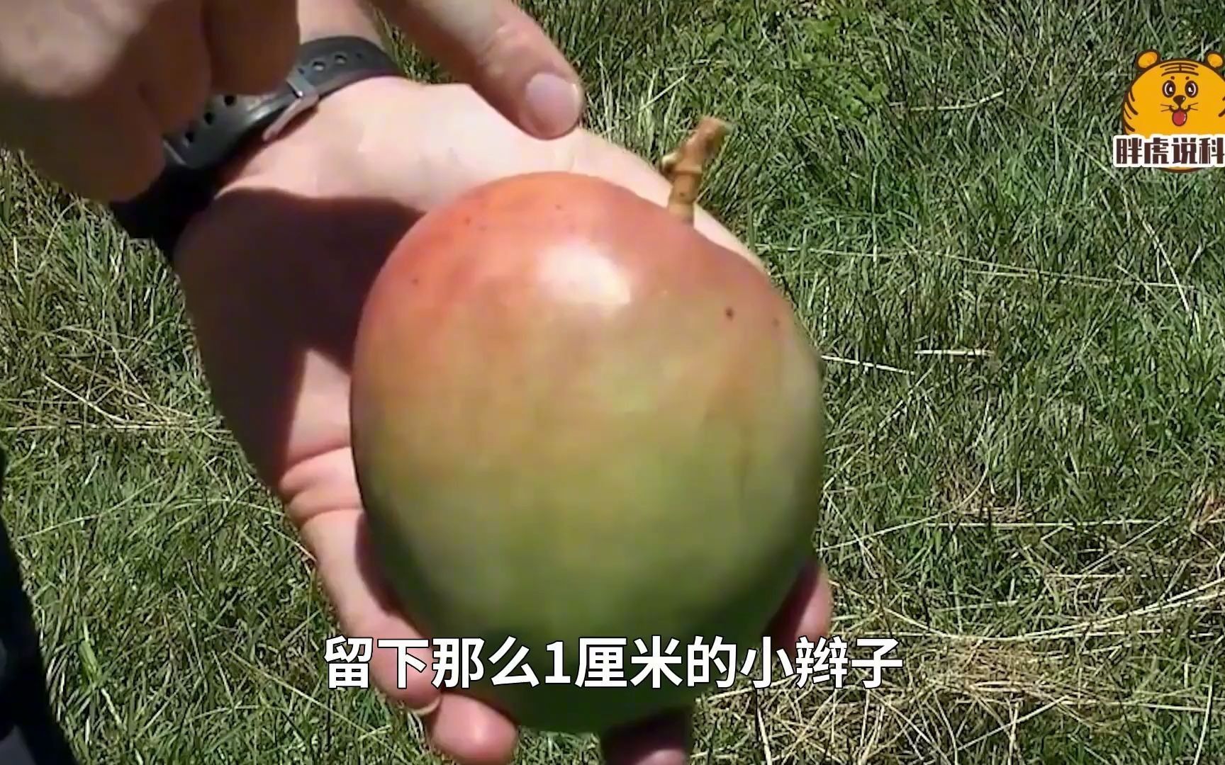 比利时人种芒果,不用人力,全用机器,流程到底多顺滑?