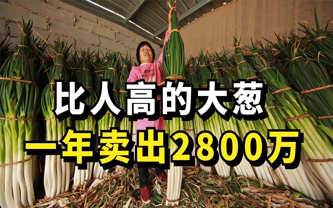 山东大汉种植比人高的大葱,一年卖出2800万,他怎么做到的?