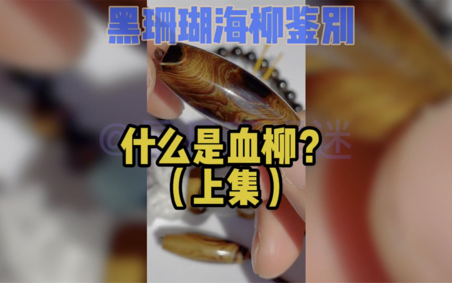 什么是血柳?黑珊瑚海柳鉴别哔哩哔哩bilibili