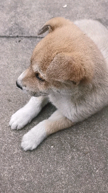 [图]Leave me alone，我想做只安