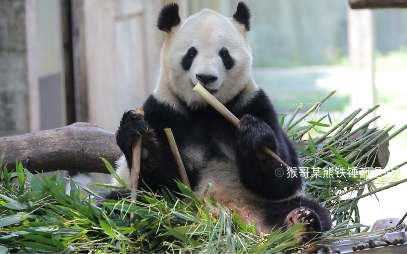【大熊猫兰香】210429重动,兰香换到四喜院子了!