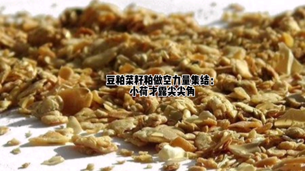 豆粕菜籽粕做空力量集结:小荷才露尖尖角哔哩哔哩bilibili