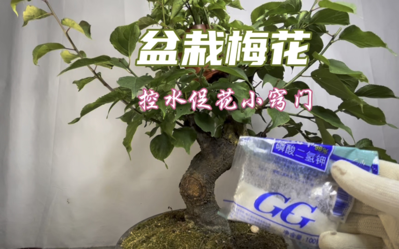 盆栽梅花“控水”小窍门,方法简单易学!新手赶紧看看哔哩哔哩bilibili