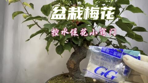 盆栽梅花 控水 小窍门 方法简单易学 新手赶紧看看 哔哩哔哩