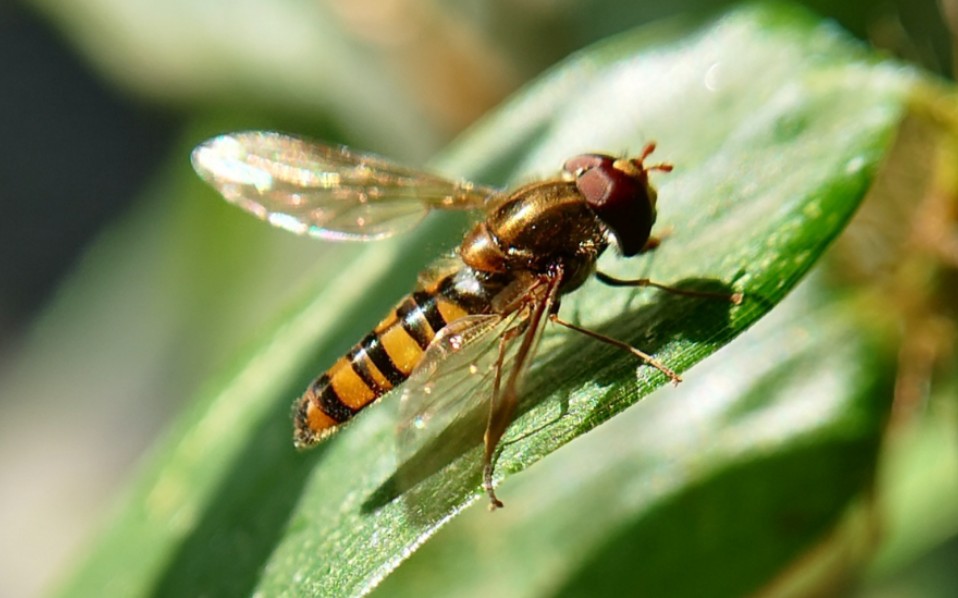 微距下的世界食蚜蝇的舐吸式口器