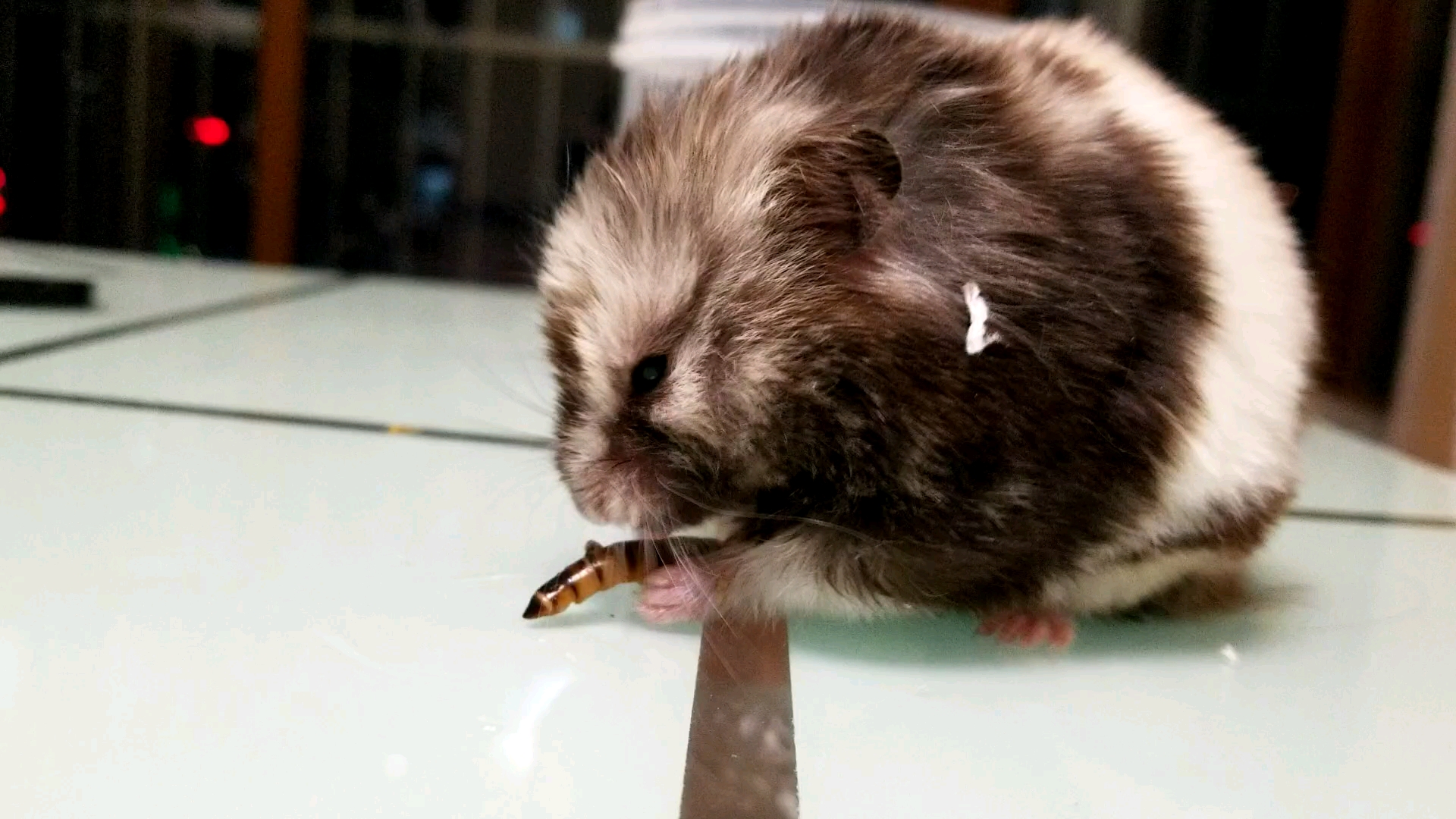 金丝熊吃活大麦虫全过程