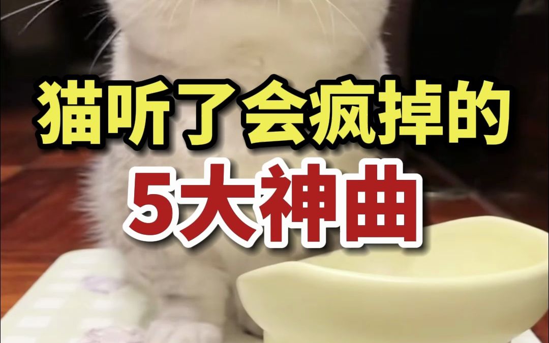 [图]全网最全，猫听了会疯掉的5大神曲！