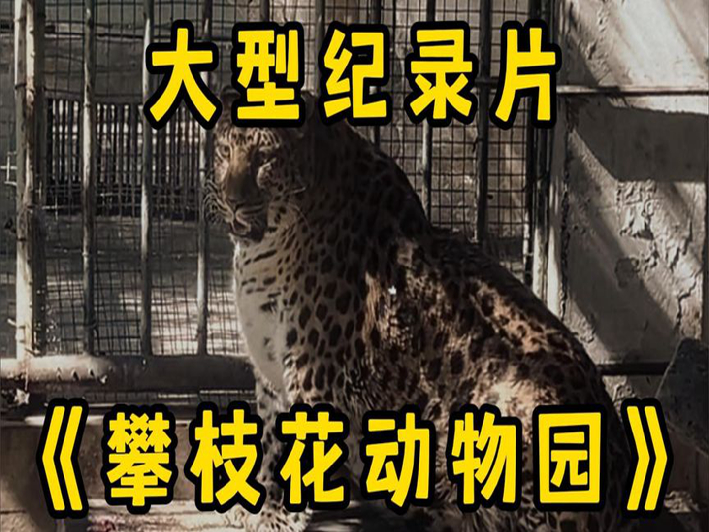 《攀枝花动物园》“这根本就不是动物园,妥妥的模范养猪基地”哔哩哔哩bilibili