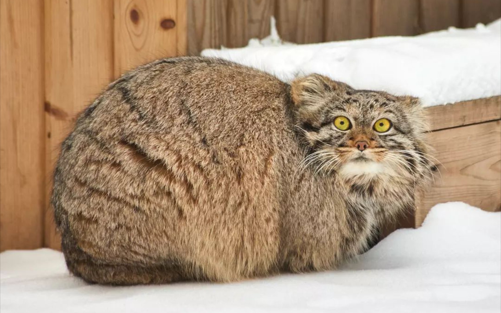 雪地上的约会,兔狲黑珍珠和腼腆害羞的伴侣,超清竖屏版.