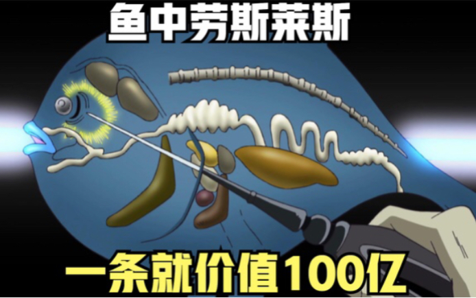 小伙捕获了10条河豚鲸后,却因厨艺不精毒化了9条,血亏90亿美金哔哩哔哩bilibili