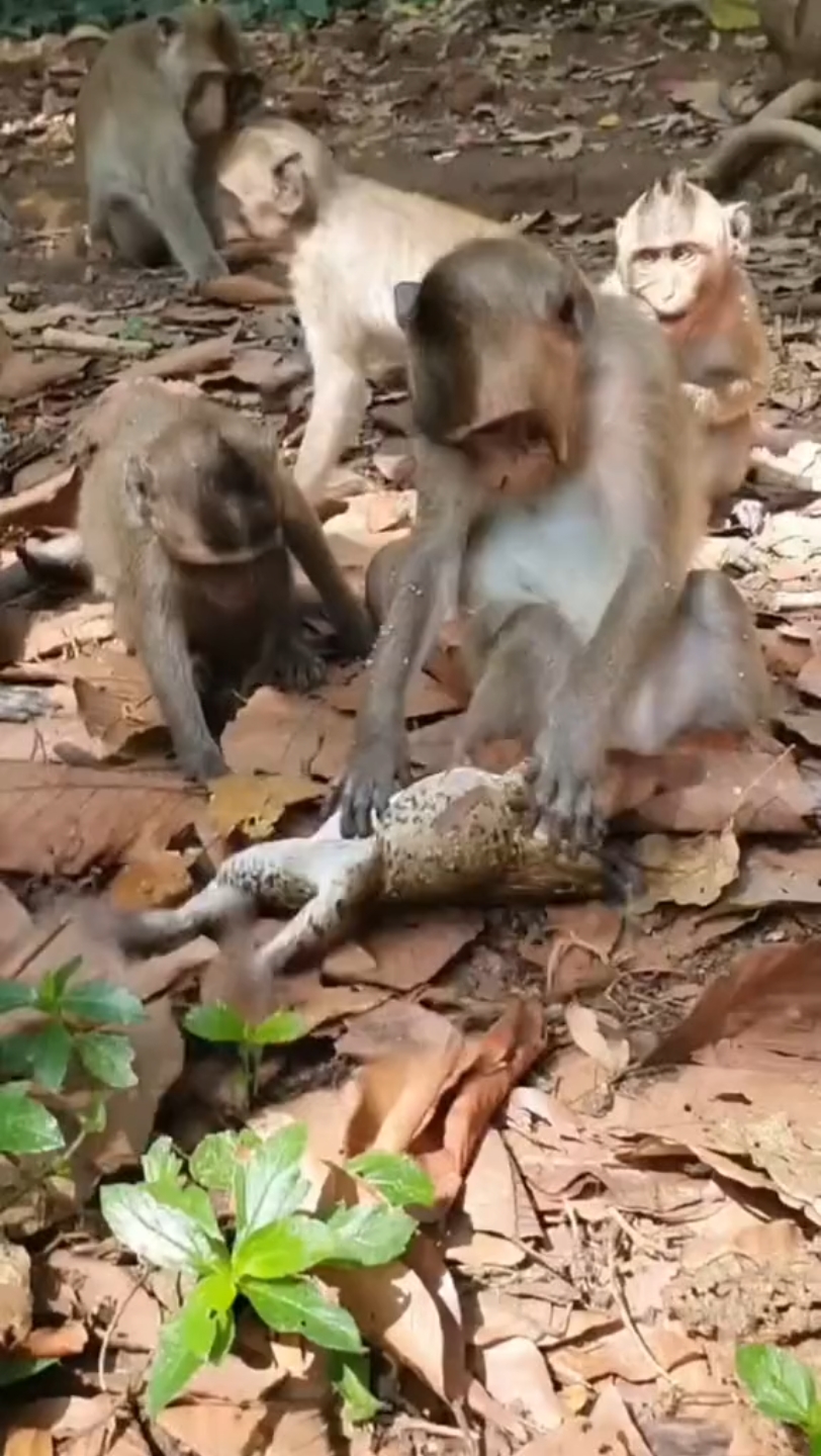 [图]蛤蟆被猴子逮到啦