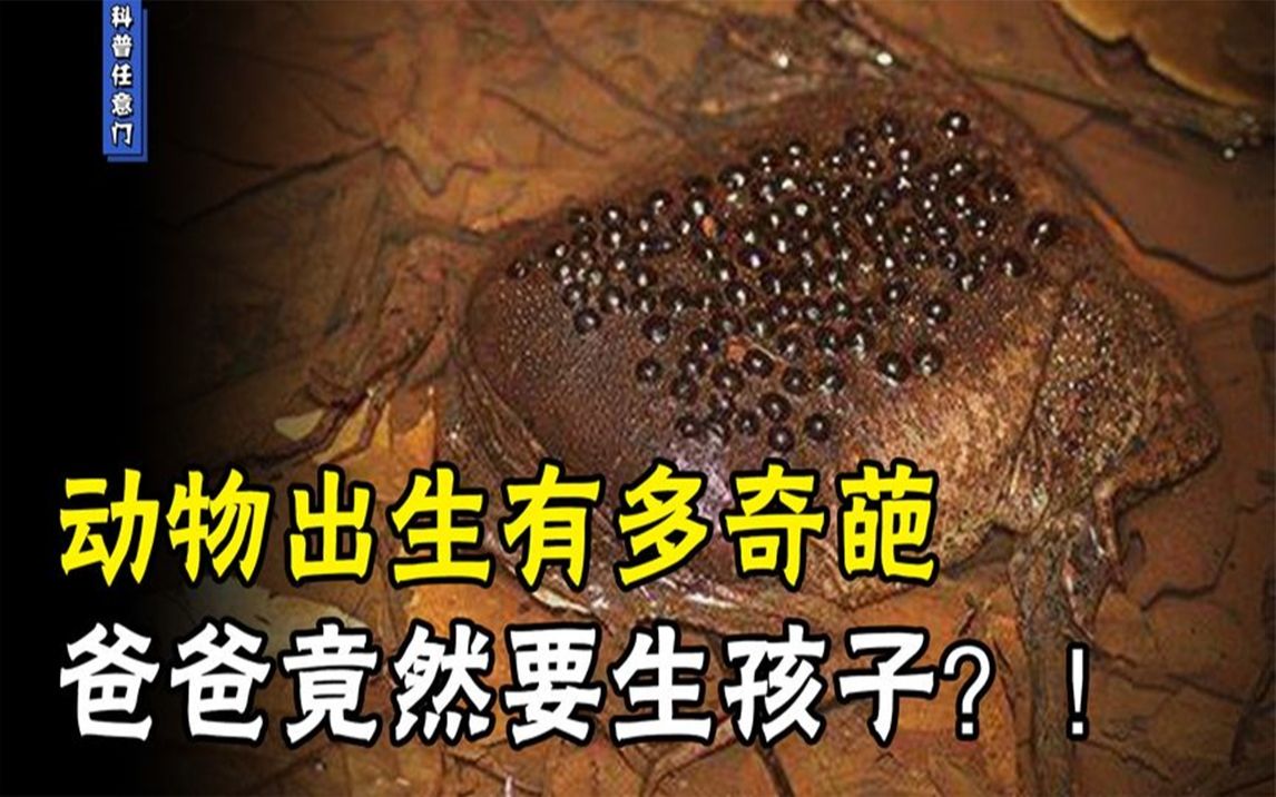 [图]动物出生有多奇葩，从母亲皮肤上出生的蟾蜍，爸爸也要生孩子？