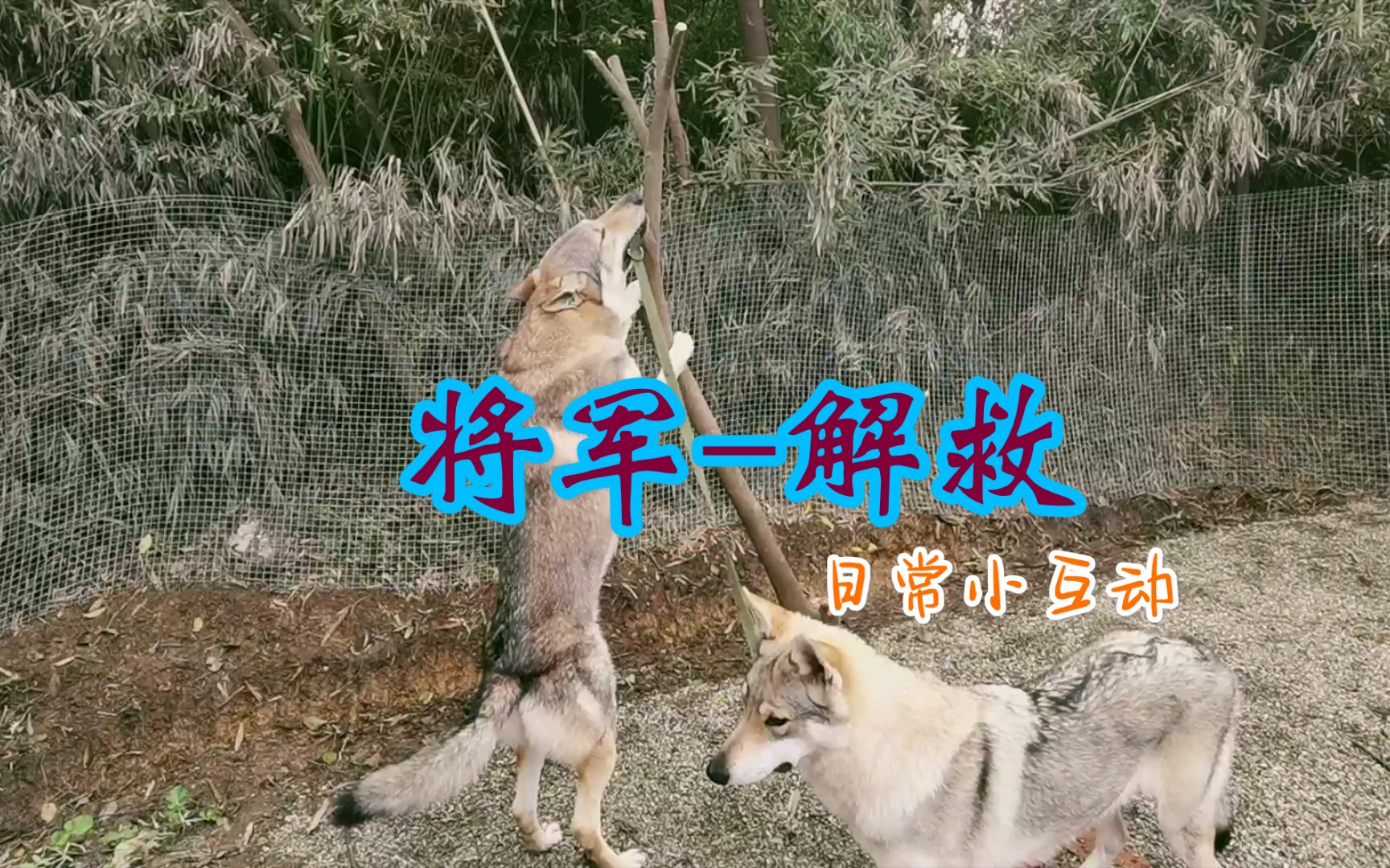 【捷克狼犬】说养捷克狼犬后悔的人,除了帅你真的了解捷克狼犬吗?哔哩哔哩bilibili