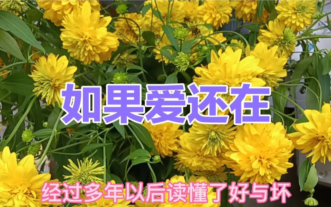 歌曲如果爱还在伤感歌曲太好听