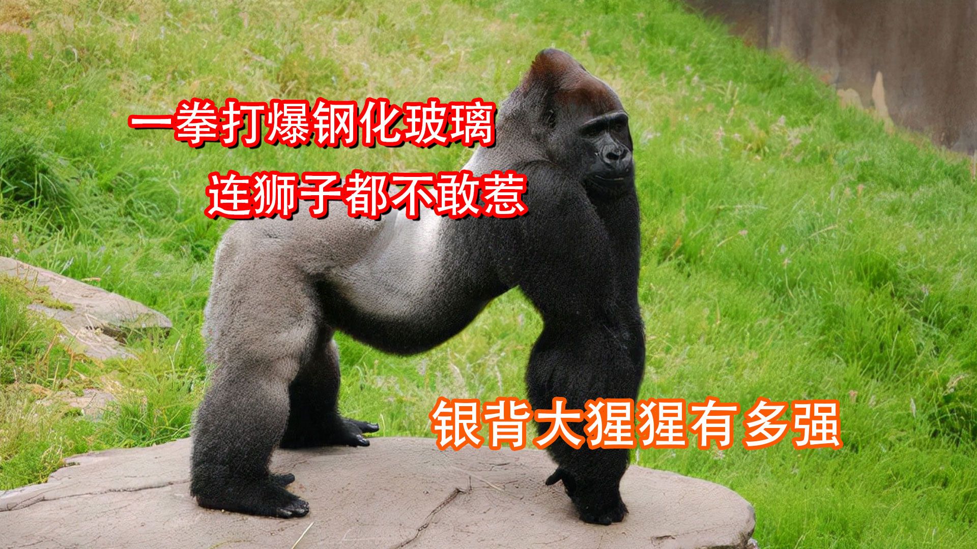 银背大猩猩狮子图片