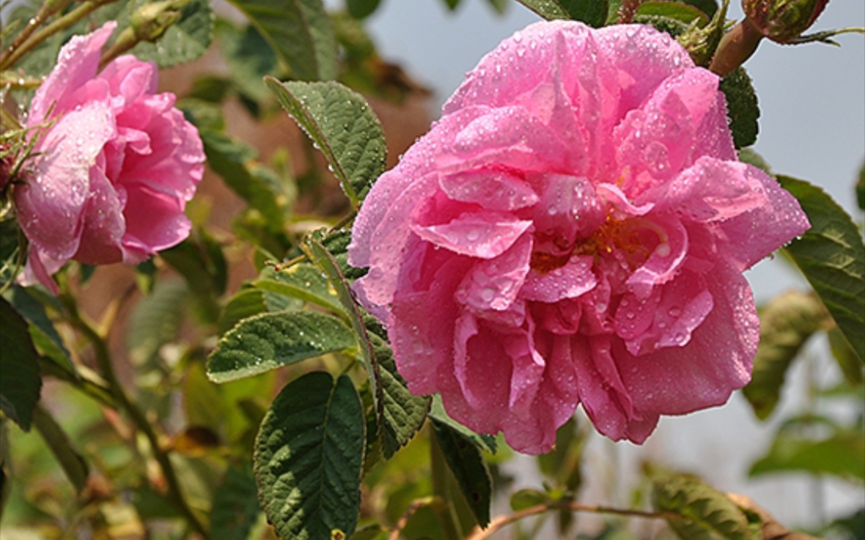 秋大马士革 华南月季实录(持续更新)