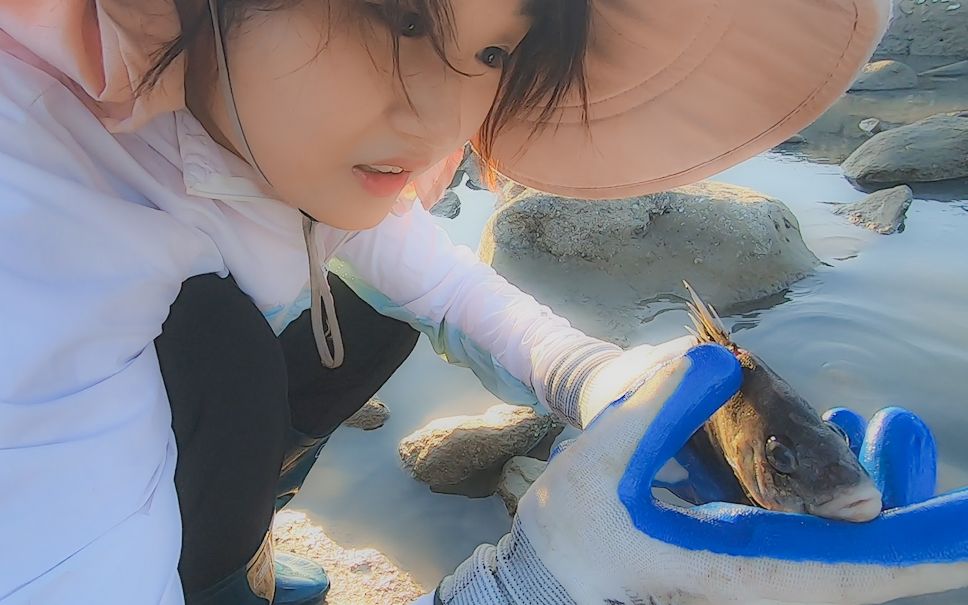 猪猪赶海心软迎好运刚放生伤残海物就抓到了昂贵海鱼