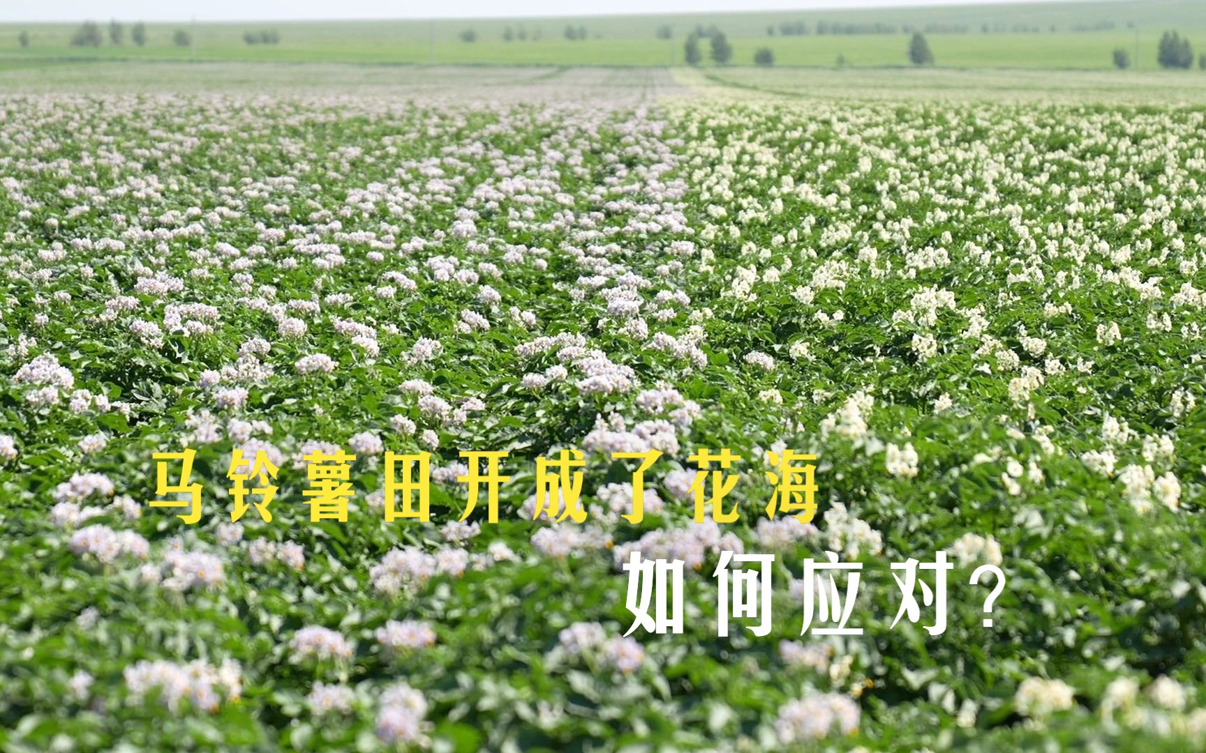 马铃薯大量开花,你是如何应对的?哔哩哔哩bilibili