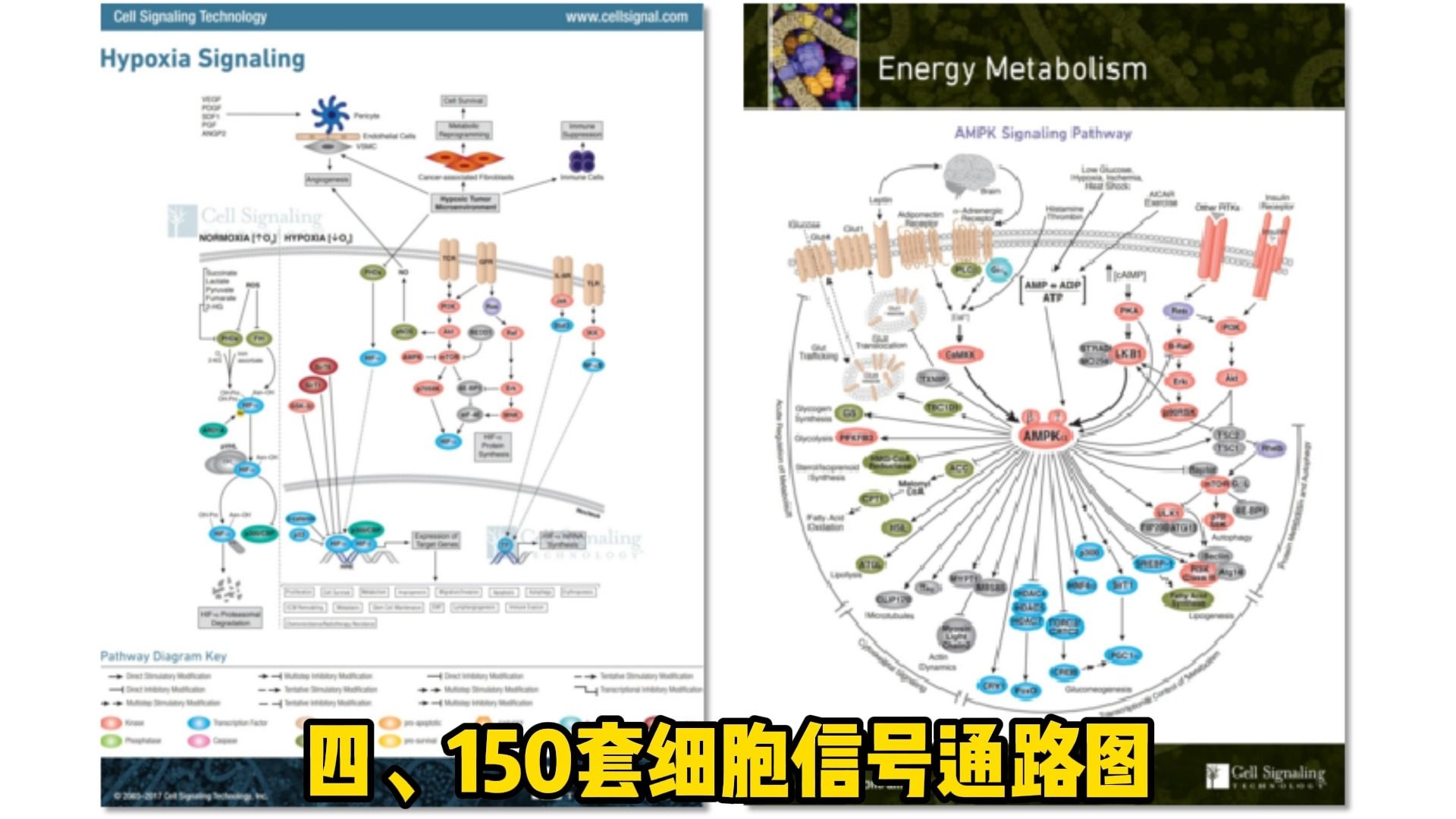 【国自然】国自然顶级申报攻略来啦!哔哩哔哩bilibili