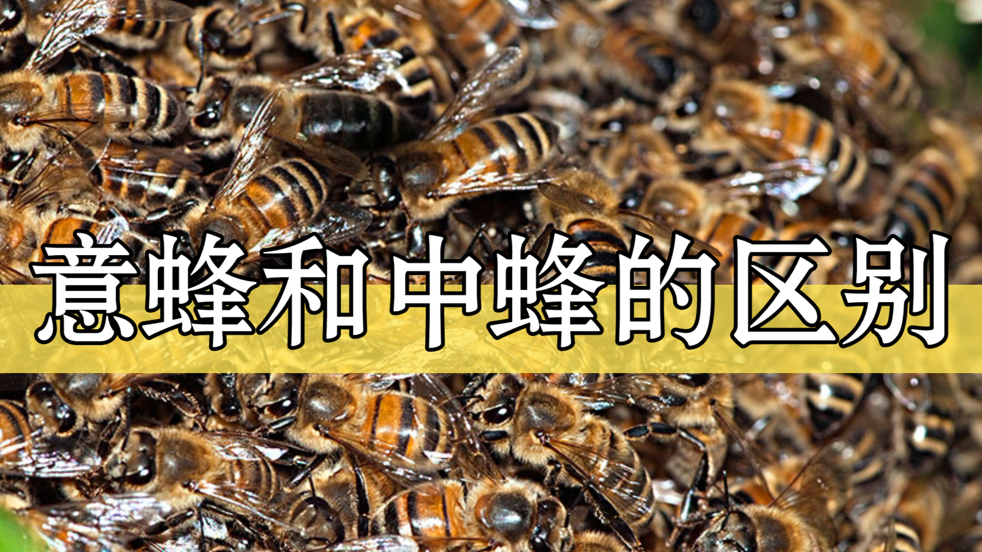 中蜂和意蜂有什么区别图片