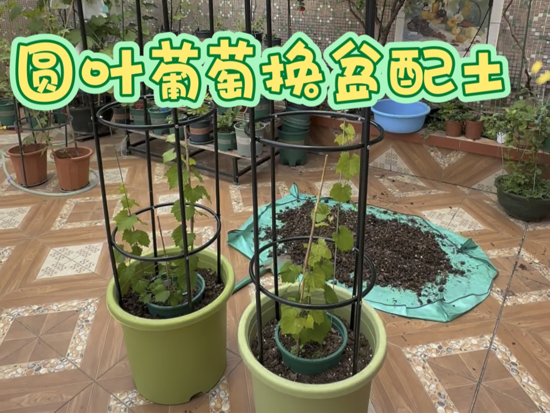 盆栽圆叶葡萄换盆配土方案