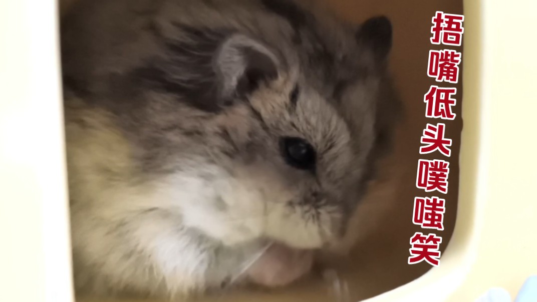 【一线仓鼠】嚼嚼(剥壳)嚼嚼(啃啃)嚼嚼