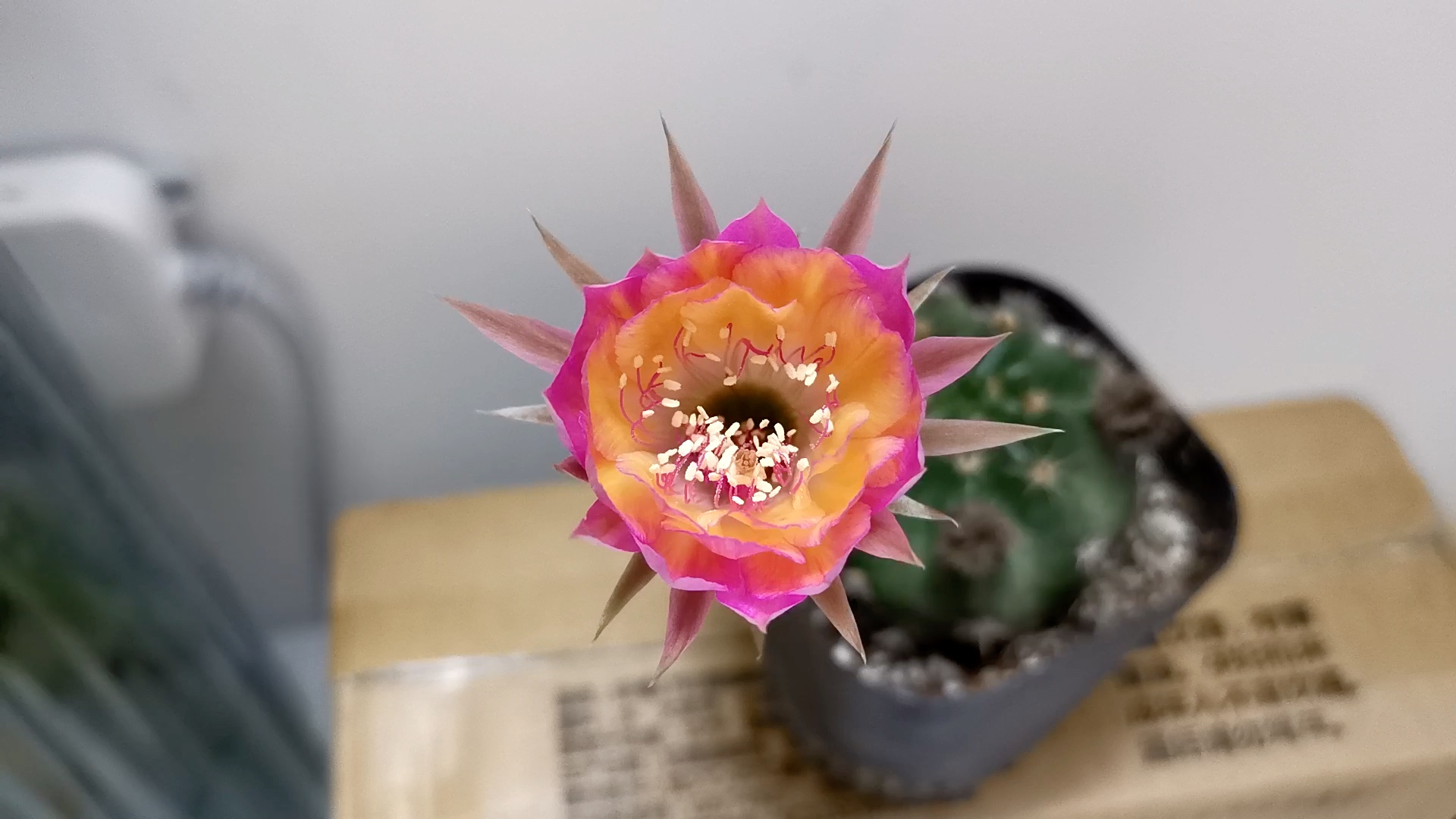 极光仙人球开花啦!