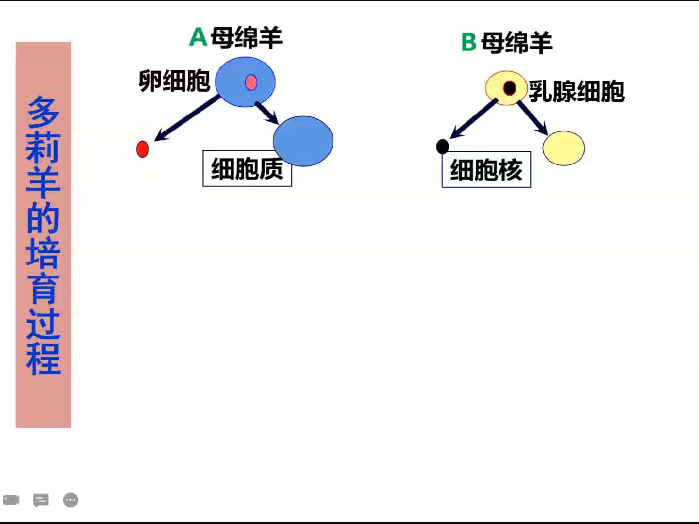 [图]高中生物选择性必修三：4.2 关注生殖性克隆人