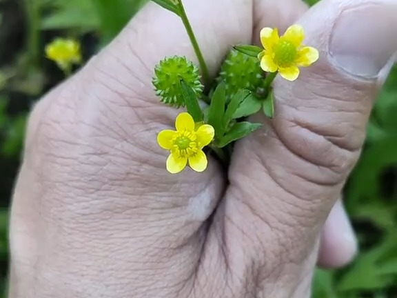 503 茴茴蒜:毛茛科毛茛属有毒草本植物.