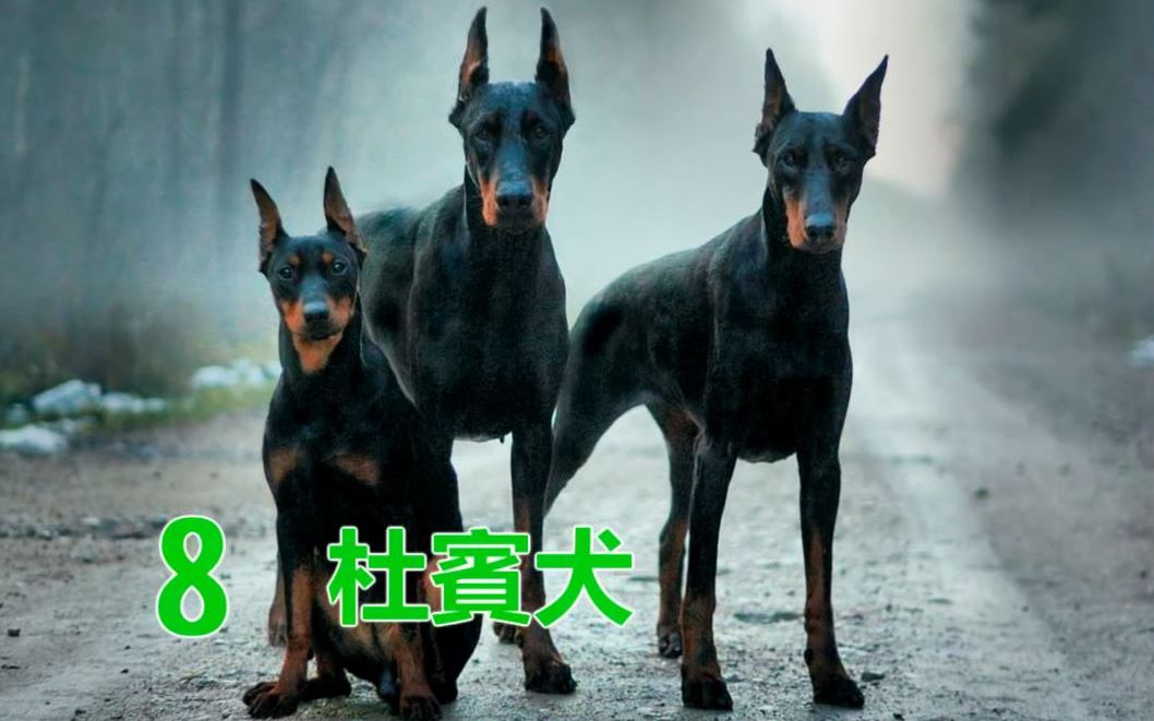 [图]【狗狗】原产德国的十大名犬